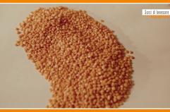 Sorsi di Benessere - L'insalata di lenticchie