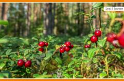 Sorsi di Benessere - Una tisana con mirtilli rossi e zenzero