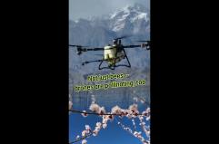 Cina, i droni utilizzati per l&rsquo;impollinazione dei fiori di albicocco