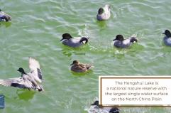 Cina, sul lago Hengshui decine di migliaia di uccelli migratori
