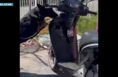 Cane poliziotto trova droga nascosta in uno scooter, un arresto a Catania