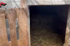 Trovato un bunker sotterraneo con serra hi-tech, quattro arresti nel Reggino