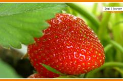 Sorsi di Benessere - Una merenda con fragole e skyr