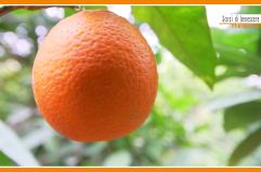 Sorsi di Benessere - Un condimento ricco di vitamine