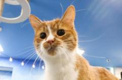 Quando il gatto soffre di iperaldosteronismo