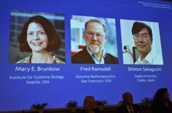Nobel per la Medicina a Brunkow, Ramsdell e Sakaguchi: hanno scoperto la 'security' del sistema immunitario