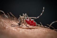 Medici ambiente, 'zanzare e rischi connessi possibili fino a Natale'