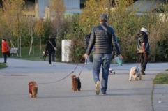 Cani, tumori cerebrali e artrosi: cura innovativa con staminali