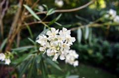 Oleandri, anche il fumo è killer: il caso di 76 bovini morti