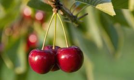 Bari, &egrave; guerra sul prezzo delle ciliegie: si moltiplica per 23 volte