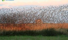 Basilicata, Bardi: &laquo;L&rsquo;ambiente &egrave; l&rsquo;identit&agrave; della nostra regione&raquo;