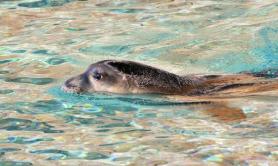 Porto Cesareo, avvistato esemplare di foca monaca in area marina protetta