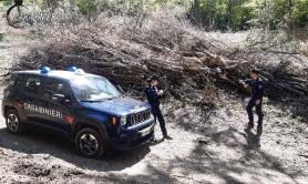 Aliano, tagliano alberi in un bosco senza autorizzazione: denunciati in due