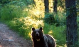 Order to capture 'dangerous' bear remains suspended (6)