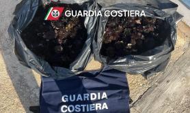 Nardò, sub sorpreso con 350 ricci di mare: multa da 2mila euro