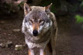 Salento, ritrovati i resti di due grossi cani: sono stati sbranati dai lupi