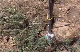 Molfetta, «mattanza» contro l'uliveto del presidente Coldiretti: tagliate 487 giovani piante