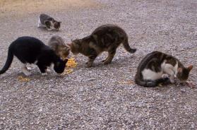 Brindisi, medico indagato. L'accusa: &laquo;Ha ucciso 3 gatti e tentato di sopprimere altri 5&raquo;