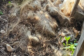 In Salento la campagna degli orrori: trovate carcasse di cani abbandonati, forse erano addestrati a combattere