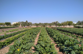 Sudest Barese, la Zes volano di sviluppo: già 35 nuove imprese, boom agricoltura