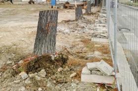 Bari, via i primi alberi per il Btr ed esplode la polemica. Il Comune: «Sacrifici contenuti»