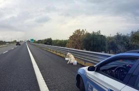 Molfetta, cane vaga disorientato sull’autostrada: la Polizia Stradale evita il peggio