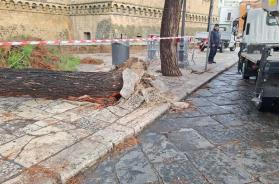 Smottamenti dell'asfalto, allagamenti, alberi sradicati: si contano i danni del maltempo a Bari FOTO/VIDEO Smottamenti dell'asfalto, allagamenti, alberi sradicati: si contano i danni del maltempo a Bari FOTO/VIDEO