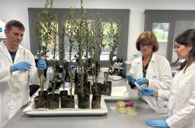 Xylella, ecco i pesticidi che rallentano i sintomi nelle piante di ulivo: a Locorotondo presentati i risultati di 5 anni di ricerca Xylella, ecco i pesticidi che rallentano i sintomi nelle piante di ulivo: a Locorotondo presentati i risultati di 5 anni di ricerca