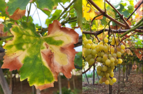 Sudest Barese, la Malattia di Pierce minaccia uva da tavola e vitigni Sudest Barese, la Malattia di Pierce minaccia uva da tavola e vitigni