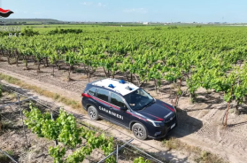 Barletta, rubano 15 quintali di uva in tre giorni: ai domiciliari tre uomini