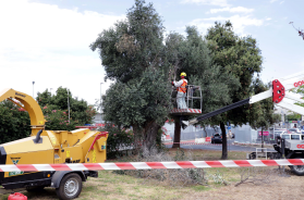 Il caso fondi Xylella finisce in Senato: dopo la denuncia Agea, l'interrogazione di Melchiorre (FdI) Il caso fondi Xylella finisce in Senato: dopo la denuncia Agea, l'interrogazione di Melchiorre (FdI)