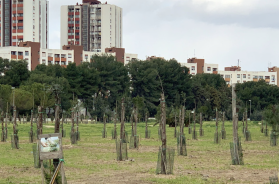 Taranto, una foresta urbana in città: disponibili 84 milioni del Just transition fund (Jtf) Taranto, una foresta urbana in città: disponibili 84 milioni del Just transition fund (Jtf)