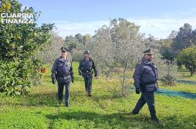 Oltre 2 milioni di euro di contributi non versati: 30 imprenditori agricoli denunciati a Matera Oltre 2 milioni di euro di contributi non versati: 30 imprenditori agricoli denunciati a Matera