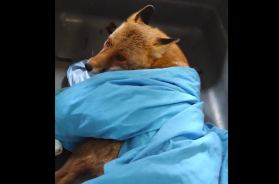 Noicattaro, una volpe adulta in difficoltà salva grazie alle guardie zoofile
