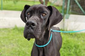 Abbandonato e maltrattato, Ottanio cerca casa: salvato dopo aver ingerito plastica per fame Abbandonato e maltrattato, Ottanio cerca casa: salvato dopo aver ingerito plastica per fame