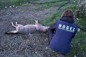 Nel Barese ritrovata una lupa uccisa a colpi di arma da fuoco. La rabbia sui social: «Che sport è uccidere?» Nel Barese ritrovata una lupa uccisa a colpi di arma da fuoco. La rabbia sui social: «Che sport è uccidere?»