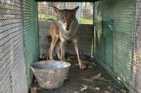 Foggia, nel blitz anti droga trovato anche un lupo selvatico in gabbia: apparteneva a uno dei 24 arrestati, sarà liberato Foggia, nel blitz anti droga trovato anche un lupo selvatico in gabbia: apparteneva a uno dei 24 arrestati, sarà liberato