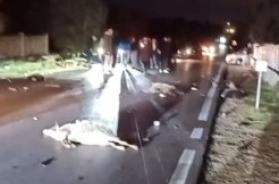 Gregge travolto sulla Ruvo-Corato: dodici pecore morte