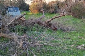 Tragedia nelle campagne di Ugento: uomo muore schiacciato da un albero durante dei lavori, aveva 53 anni