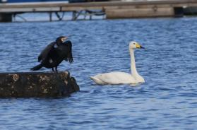 Nicola Nitti, l&rsquo;&laquo;amico dei serpenti&raquo; di Castellana scopre a Mola un rarissimo cigno