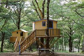 Il bosco di Biccari è il primo in Puglia a ottenere la certificazione forestale: «Un traguardo storico» Il bosco di Biccari è il primo in Puglia a ottenere la certificazione forestale: «Un traguardo storico»