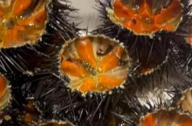 Il pescivendolo di Polignano: &laquo;I ricci venduti a 6 euro sono bretoni, &egrave; un prodotto di lusso&raquo;