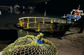 Manfredonia, Guardia costiera sequestra 3mila ricci di mare: sanzionati tre pescatori sportivi