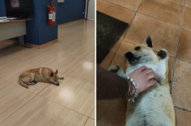 Andria, dal freddo della notte alla nuova casa: cucciolo randagio entra in Questura e viene adottato da un poliziotto