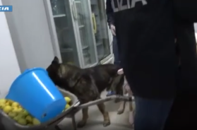 Maxi operazione antidroga ad Ostuni: 25 arresti