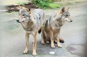 Due lupi a spasso in pieno giorno a Supersano, nel Salento. Il monito: &laquo;Fate attenzione&raquo;