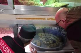 A Sannicandro sequestrato rettilario illegale: dietro finte pareti un caimano, due anaconda e boa pericolosi VIDEO