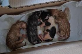 Gattini abbandonati in una scatola al cimitero di Presicce-Acquarica: salvati dai volontari. «Hanno bisogno di una mamma» Gattini abbandonati in una scatola al cimitero di Presicce-Acquarica: salvati dai volontari. «Hanno bisogno di una mamma»