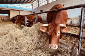 Allarme nell&rsquo;Alta Murgia: in una settimana rubati pi&ugrave; di 200 animali. L'appello di Confagricoltura