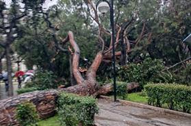 Paura a Bari, grande albero cade in Piazza Umberto: colpa del maltempo